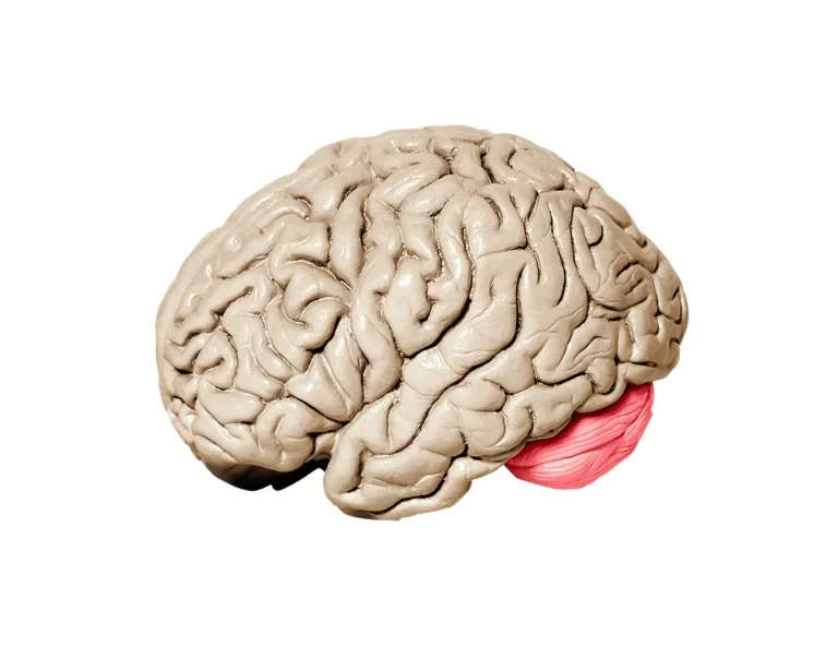 Beyincik Sarkması Neden olur